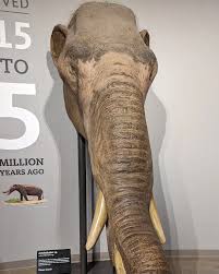 Attēlu rezultāti vaicājumam “Bryum amblyodon”