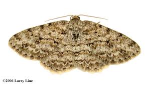 Attēlu rezultāti vaicājumam “Ectropis crepuscularia”