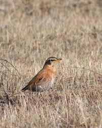 Image result for Turdus naumanni