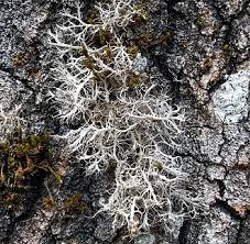 Attēlu rezultāti vaicājumam “Anaptychia ciliaris”