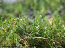 Attēlu rezultāti vaicājumam “Stellaria palustris leaf”