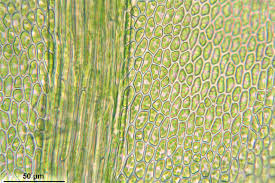 Attēlu rezultāti vaicājumam “Thamnobryum alopecurum”