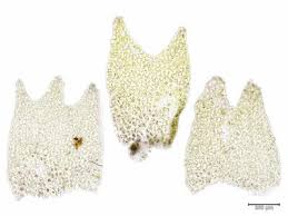 Attēlu rezultāti vaicājumam “Lophozia ascendens”