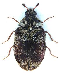 Attēlu rezultāti vaicājumam “Anthrenus sp. imago”