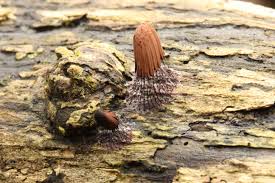 Attēlu rezultāti vaicājumam “Stemonitis axifera stalked”