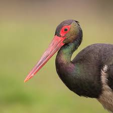 Attēlu rezultāti vaicājumam “Ciconia nigra adult”