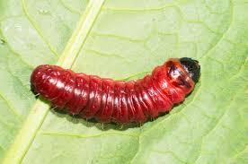 Attēlu rezultāti vaicājumam “Cossus cossus larva”