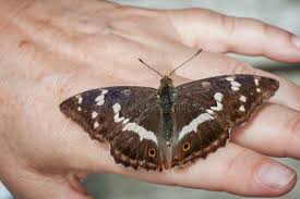 Attēlu rezultāti vaicājumam “Apatura iris female”