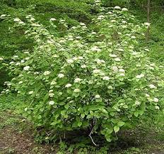 Attēlu rezultāti vaicājumam “Viburnum lantana”