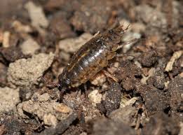 Attēlu rezultāti vaicājumam “Ligidium hypnorum”