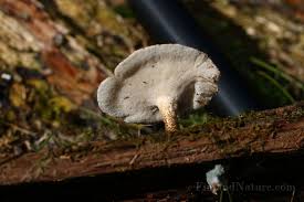 Attēlu rezultāti vaicājumam “Polyporus ciliatus”