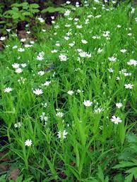 Attēlu rezultāti vaicājumam “Stellaria holostea flower”