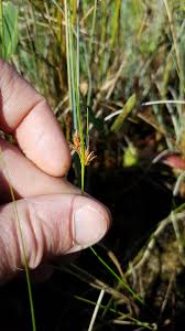 Attēlu rezultāti vaicājumam “Rhynchospora fusca”