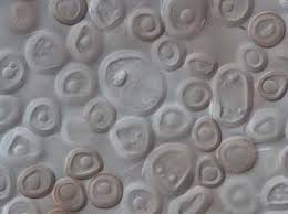 Attēlu rezultāti vaicājumam “Sphacelotheca hydropiperis”