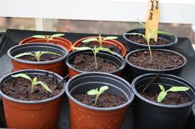 Attēlu rezultāti vaicājumam “Androsace septentrionalis fruit”