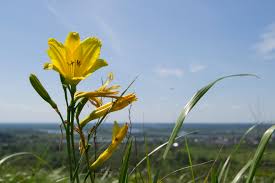 Attēlu rezultāti vaicājumam “Hemerocallis lilioasphodelus”
