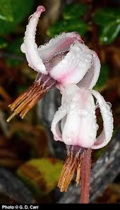 Attēlu rezultāti vaicājumam “Oxycoccus microcarpus”