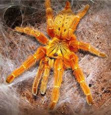 Attēlu rezultāti vaicājumam “Ptinus sp. female”