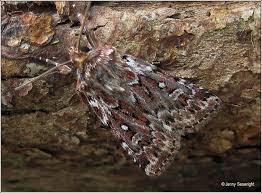 Attēlu rezultāti vaicājumam “Lycophotia porphyrea”