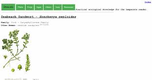 Attēlu rezultāti vaicājumam “Honckenya peploides fruit”