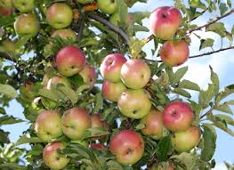 Attēlu rezultāti vaicājumam “Malus”