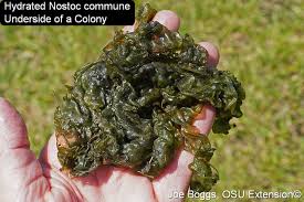 Attēlu rezultāti vaicājumam “Nostoc commune”