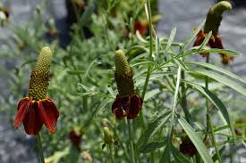 Image result for Ratibida columnifera