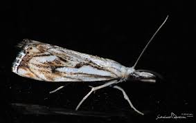 Attēlu rezultāti vaicājumam “Catoptria fulgidella”