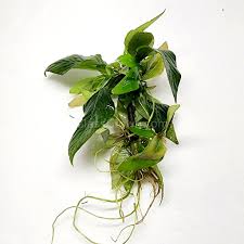 Attēlu rezultāti vaicājumam “Conardia compacta macro”