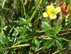 Image result for Potentilla tormentilla