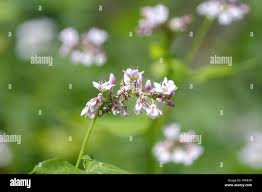 Attēlu rezultāti vaicājumam “Fagopyrum esculentum flower”