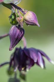 Attēlu rezultāti vaicājumam “Aquilegia vulgaris bud”