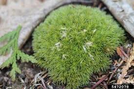 Attēlu rezultāti vaicājumam “Dicranum flagellare”