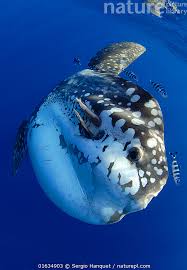 Image result for Mola alexandrini