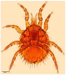 Attēlu rezultāti vaicājumam “Mesostigmata”