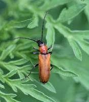 Attēlu rezultāti vaicājumam “Anogcodes melanurus”