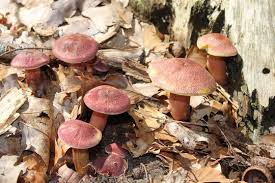 Attēlu rezultāti vaicājumam “Tricholomopsis rutilans”