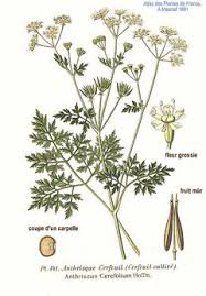 Image result for Anthriscus cerefolium