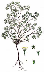 Attēlu rezultāti vaicājumam “Scleranthus perennis bud”