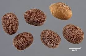 Attēlu rezultāti vaicājumam “Geranium dissectum fruit”