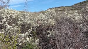Attēlu rezultāti vaicājumam “Prunus spinosa”