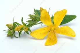 Image result for Hypericum perforatum