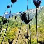 Attēlu rezultāti vaicājumam “Selinum carvifolia fruit”