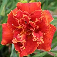 Image result for Hemerocallis `Moses Fire`