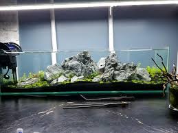 Attēlu rezultāti vaicājumam “Elatine hydropiper leaf”