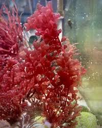 Attēlu rezultāti vaicājumam “Lycogala botrydium macro”