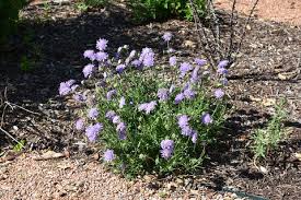 Image result for Scabiosa col.`Butterfly Blue`