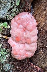 Attēlu rezultāti vaicājumam “Amaurochaete atra macro”