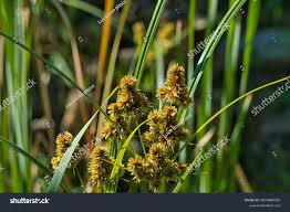 Attēlu rezultāti vaicājumam “Carex flava”