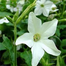 Image result for Nicotiana x sanderae `Perfume`F1